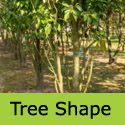 Prunus Amanogawa Flagpole Cherry Tree  shape