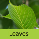 Prunus Amanogawa Flagpole Cherry tree leaf
