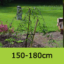 Mature Prunus Kiku-Shadare-/Sakura Cheals Weeping Cherry Tree SMALL + WEEPING **FREE UK MAINLAND DELIVERY + FREE 100% TREE WARRANTY**