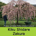 Mature Cheals Weeping Cherry Tree, Prunus Kiku shidare zakura