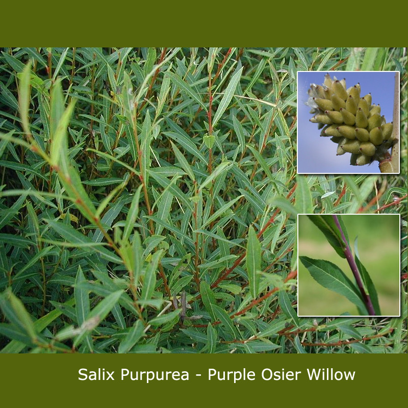 Purple Osier Willow (salix purpurea) Height 20-40cm Trees