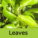Pyrus Calleryana Chanticleer ornamental pear tree in leaf