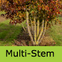 Pyrus Calleryana Chanticleer ornamental pear tree multistem