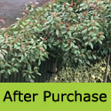 Photinia Red Robin Evergreen