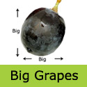 Regent vine provides large grapes