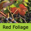 Mature Regent black eating grape in Autumn showing red leaves