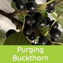 Purging Buckthorn