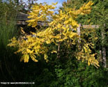 False Acacia Tree or Black Locust Flowers