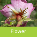 Rosa Rubiginosa Sweet Briar Flower