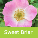 Rosa Rubiginosa Sweet Briar Flower