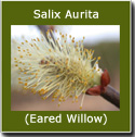 <font color="red">DELIVERED SEPTEMBER 2024</font> Salix Aurita (Eared Willow) 20-40cm, Grows to 3m, WET SITE SUITABLE + ATTRACTS INSECTS ***FREE UK MAINLAND DELIVERY + FREE 100% TREE WARRANTY***