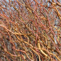 Golden Curls Weeping Willow Tree Autumn Branches