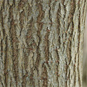 Golden Curls Weeping Willow Tree Bark