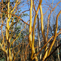 Golden Curls Weeping Willow Tree Autumn Branches