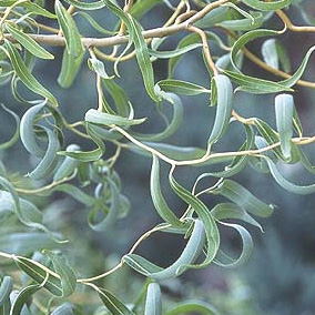 Golden Curls Weeping Willow Tree Leaves