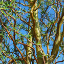 Golden Curls Weeping Willow Tree New Foliage