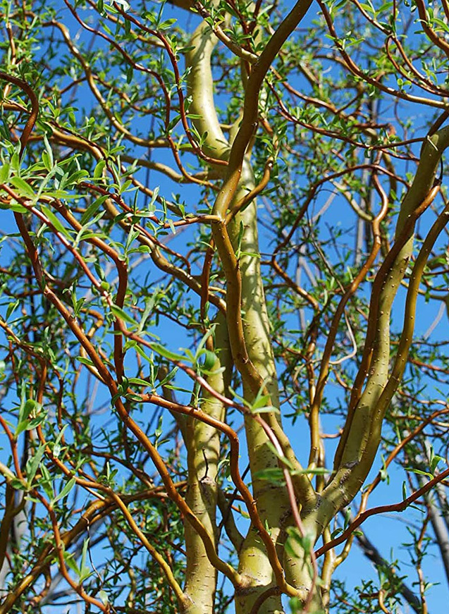 Golden Corkscrew Willow Branches