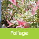 Salix Integra Hakuro Nishiki Flamingo shrimp foliage