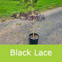 Sambucus Nigra Black Lace Half Standard 12L