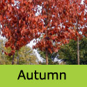 Prunus Sargentii Autumn colours