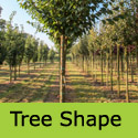 Prunus Sargentii tree shape