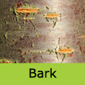 Prunus Sargentii bark