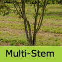 Prunus Sargentii multi-stem