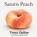 DELIVERED SEPTEMBER 2026 Saturn Peach Tree