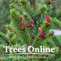Serbian Spruce Picea omorika  cones
