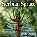 Cell Grown Serbian Spruce Saplings  – Picea Omorika 15-30cm