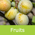 Sheperds Bullace fruit on a branch