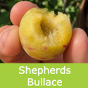 DELIVERED SEPTEMBER 2026 Shepherds Bullace Damson Tree (C3)