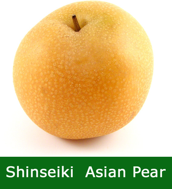 DELIVERED SEPTEMBER 2022 Shinseiki Asian Pear Tree, 1.0-1.80m tall, Fruit Stores Well, Self Fertile **FREE UK MAINLAND DELIVERY + FREE 100% TREE WARRANTY**
