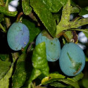 Shropshire Prune, SELF FERTILE, UK NATIVE 2-3 years old, Delivered 1.25-2.40 m **FREE UK MAINLAND DELIVERY + FREE 100% TREE WARRANTY**