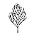 Betula Snow Queen Shape