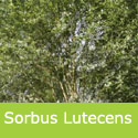 Whitebeam Tree, Sorbus Lutescens SILVER LEAVES + RED BERRIES + AWARD + MEDIUM HEIGHT + COASTAL + CLAY + CHALK + LOW MAINTENANCE **FREE DELIVERY + 100%TREE WARRANTY**