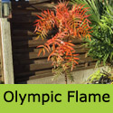 Olympic Flame Mountain Ash or Rowan Tree Sorbus Dodong Olympic Flame **FREE UK MAINLAND DELIVERY + FREE 100% TREE WARRANTY**