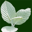 Whitebeam Tree, Sorbus Lutescens SILVER LEAVES + RED BERRIES + AWARD + MEDIUM HEIGHT + COASTAL + CLAY + CHALK + LOW MAINTENANCE **FREE DELIVERY + 100%TREE WARRANTY**