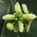 Spindle Shrub (Euonymus europeaus) 20-40cm Shrubs, HARDY + INTERESTING BARK + BRIGHT COLOURS + NORTH UK + COAST **FREE UK MAINLAND DELIVERY + FREE 3 YEAR LIMITED TREE WARRANTY**