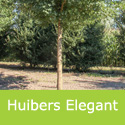 Acer Campestre Huibers Elegant, SHADE + URBAN + COAST + TOUGH + EASY **FREE DELIVERY + TREE WARRANTY **