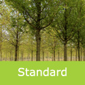 Acer Campestre Huibers Elegant shape of a standard