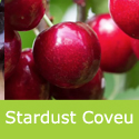 Prunus Cherry Stardust Coveu White Flesh, Self-Fertile + Late + Heavy Crop  **FREE DELIVERY + 100% WARRANTY **