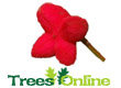 Spindle Shrubs