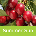Summer Sun Cherry Tree Semi Self-Fertile + Poor Conditions + Award **FREE  DELIVERY + 100% TREE WARRANTY**