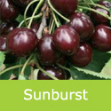 Sunburst Cherry Tree, Self Fertile + Large Cherries + Sweet + Productive **FREE DELIVERY + 100% TREE WARRANTY**