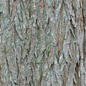 Swamp Cypress Tree Taxodium Distichum bark
