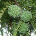 Swamp Cypress Tree Taxodium Distichum cones