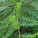 Swamp Cypress Tree Taxodium Distichum foliage