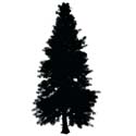 Swamp Cypress Tree Taxodium Distichum shape