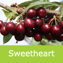 Sweetheart Cherry Tree, Self Fertile + Award + Heavy Crop + Good Pollinator + Long Harvest **FREE DELIVERY + 100% TREE WARRANTY**